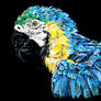 Blue n Yellow macaw