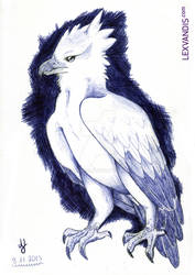 Harpyie / Harpy Eagle