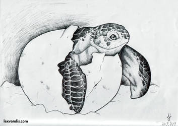 Turtle Birth