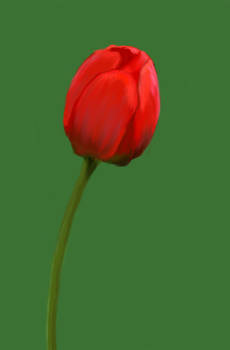 Crimson Tulip