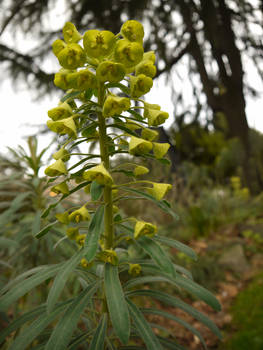 Green bells