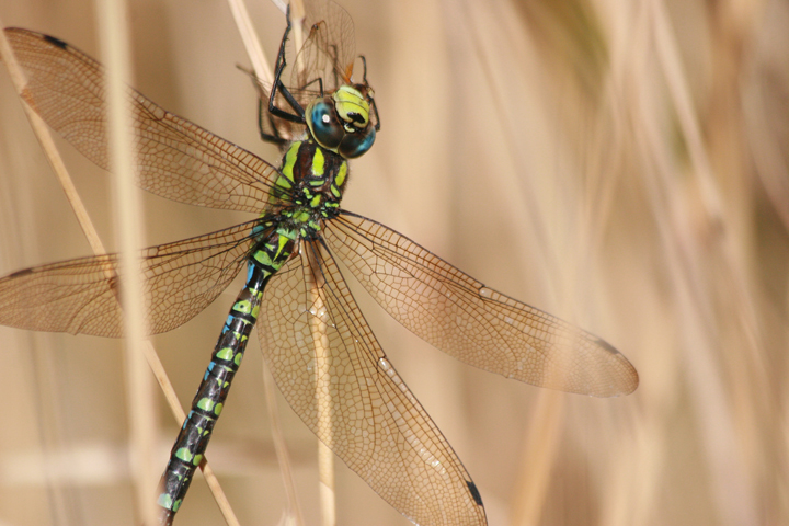 Southern Hawker