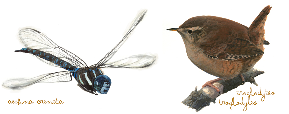 Siberian Hawker and Wren