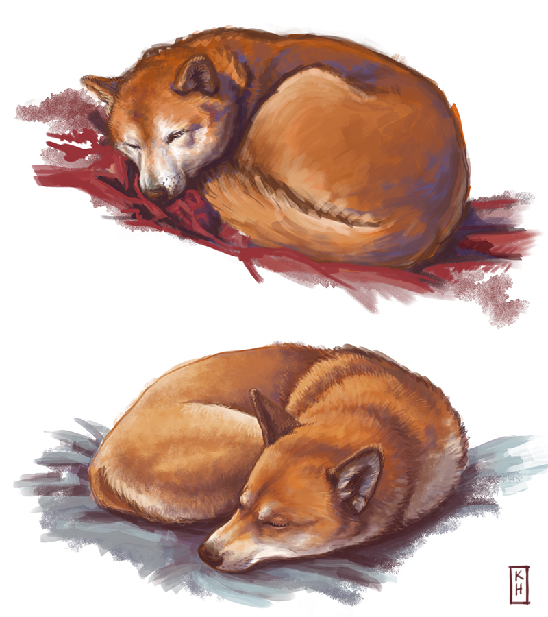 Shiba studies