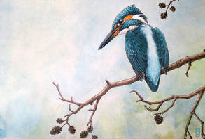 Kingfisher