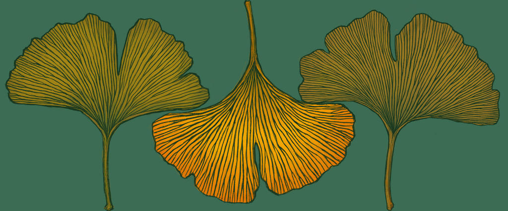 Ginkgo biloba