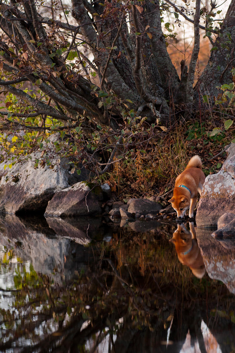 Reflections