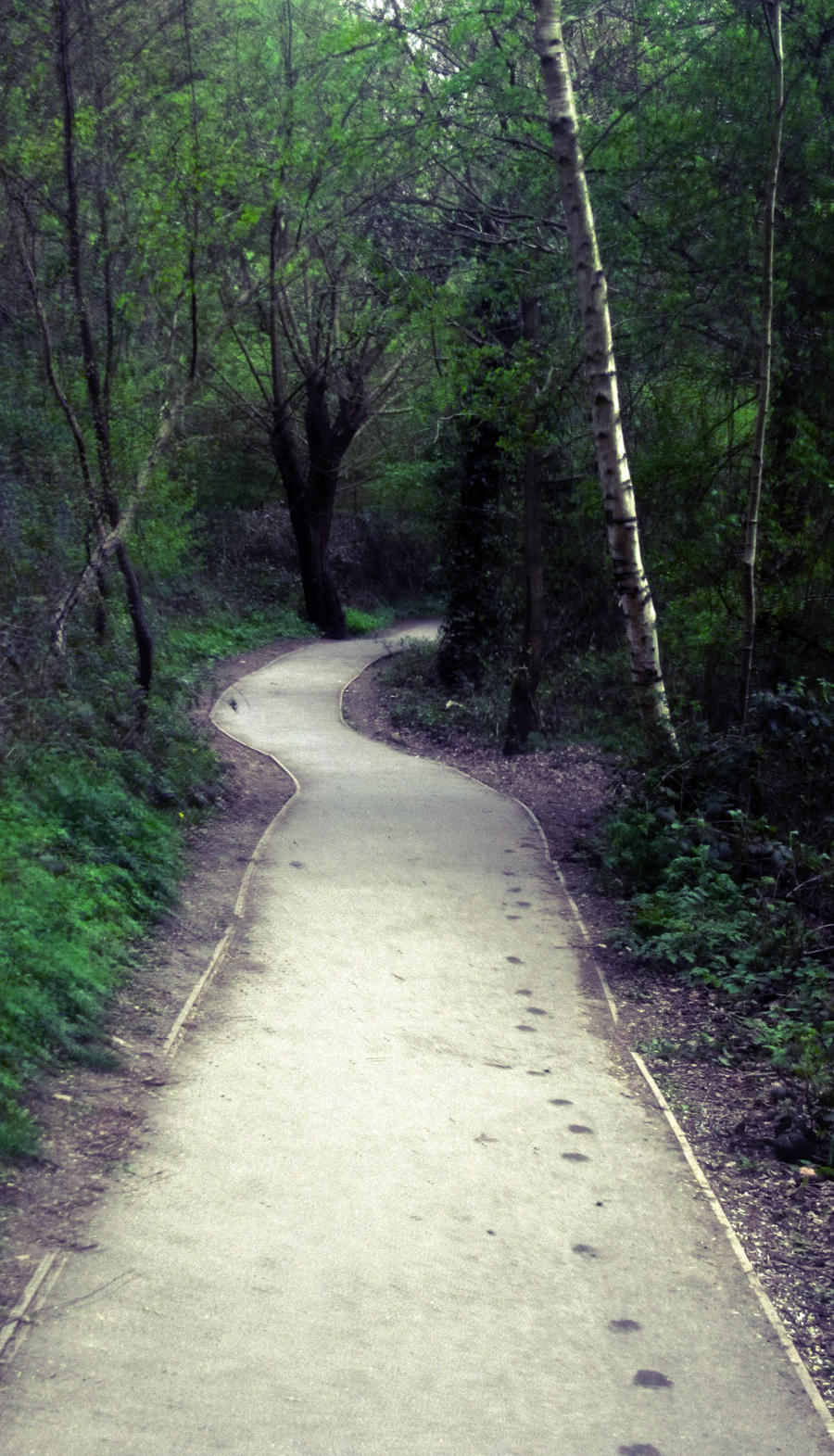 Woods HDR