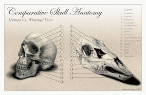 Comparative Skull Anatomy