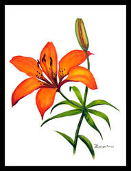 Tiger Lily