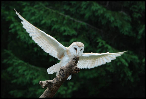 Barn Owl 2