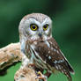 Northern Saw-whet Owl 2