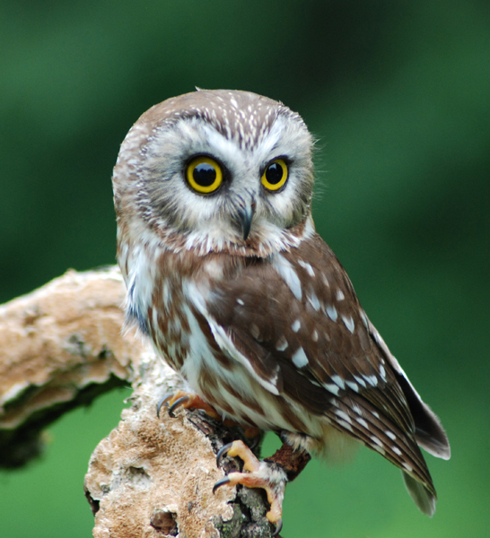 Northern Saw-whet Owl 2