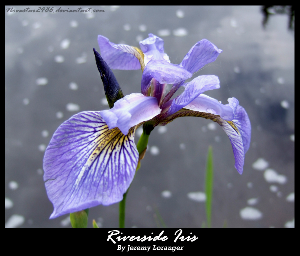 Flower Series - Blue Flag Iris