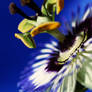Passionflower IV