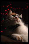 Christmas kitty by demony