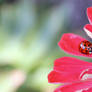 Ladybug II