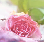 Rose by Alyss6