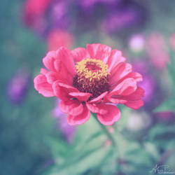 Zinnia