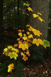 Yellow Leaves