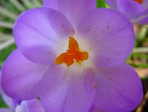 Crocus Blooming