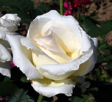 white and Yellow Rose