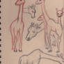 Giraffe Studies 1