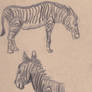 Zebra Sketch Studies