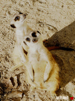 Surykatki / Meerkat