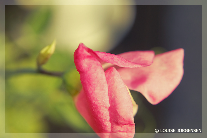 Pink flower