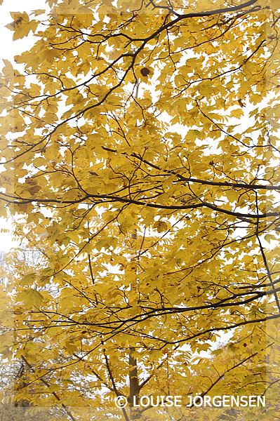 Yellow leaf