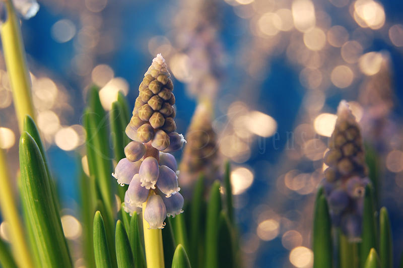 Muscari Botryoides by Lullsstar Muscari Botryoides by Lullsstar