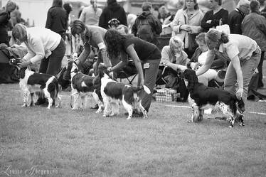 Dog show II