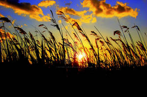 In the Long Grass