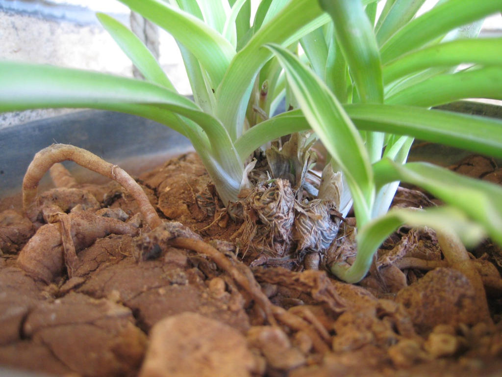 Roots by HappySpirit4 on DeviantArt