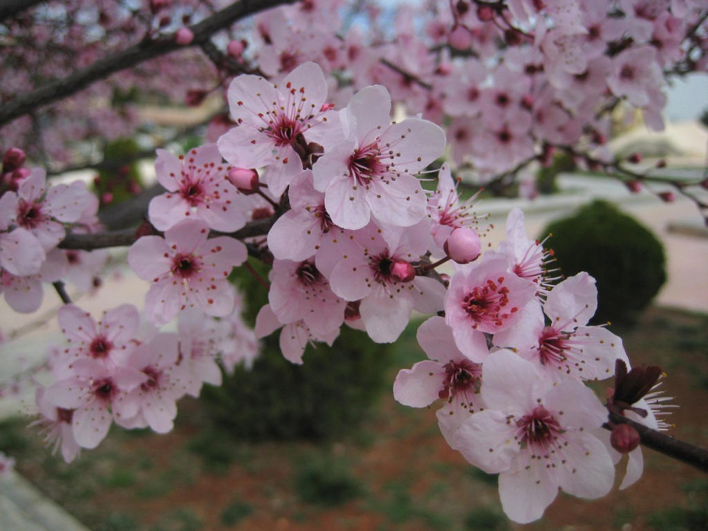Sakura Cherry blossom 03