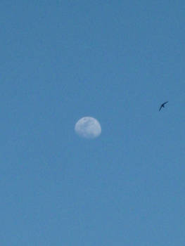 Happy Moon and Swallow