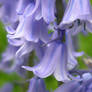 Bluebells