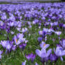 10 million crocuses