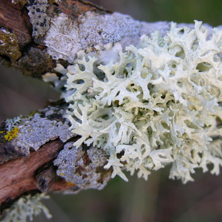 Lichens