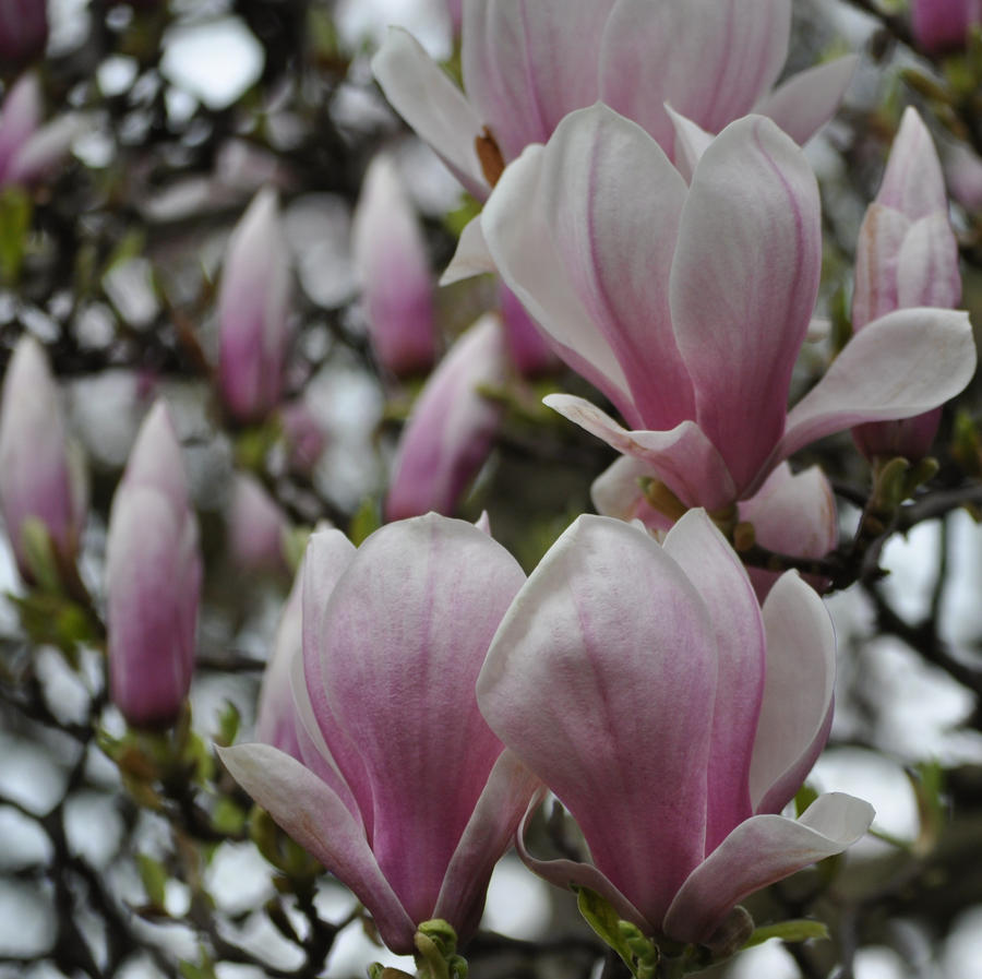 magnolia flowers