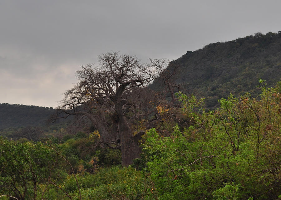 baobab