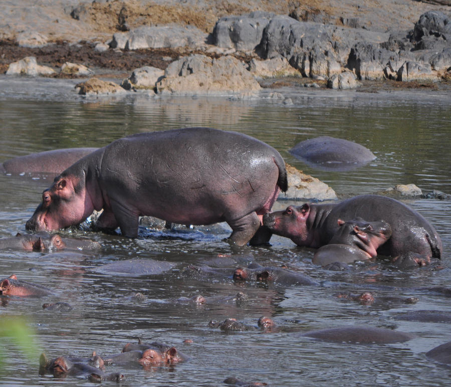 hippo pool