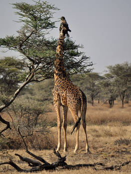 giraffe