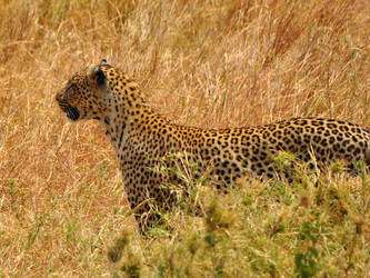 leopard hunting by jynto
