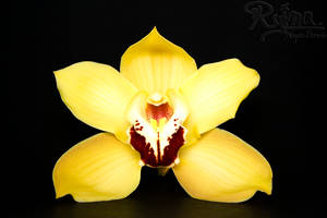 Yellow Orchid