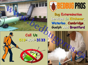 Bed Bug Pros : Get Rid Of Bed Bugs Completely