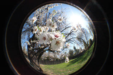 Cherry Blossoms