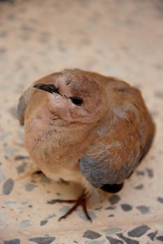 Dove chick 3