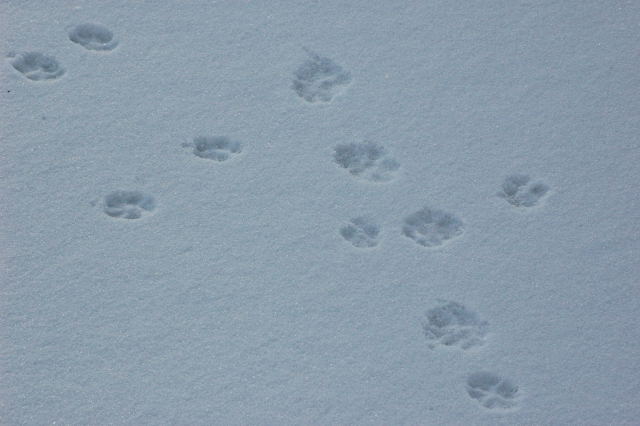 Footprints